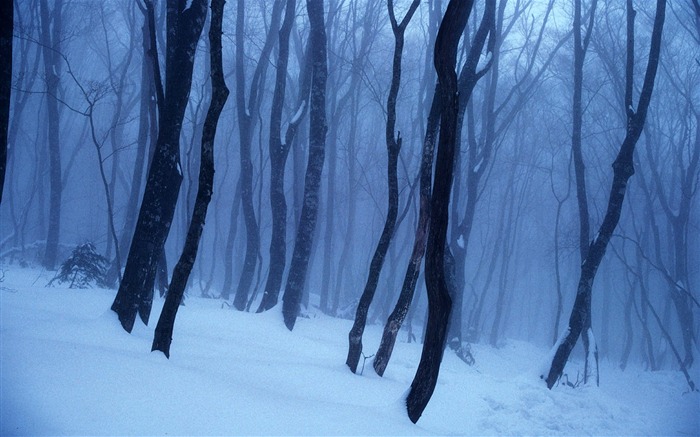 fondos de escritorio de alta definición de invierno la nieve fresca escena #11