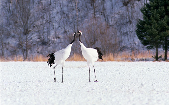 Fond d'écran HD scène cool hiver neige #20