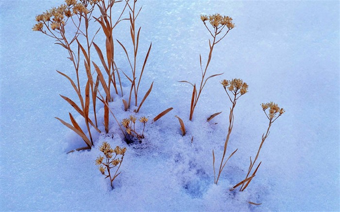 清凉 冬日雪景高清壁纸21