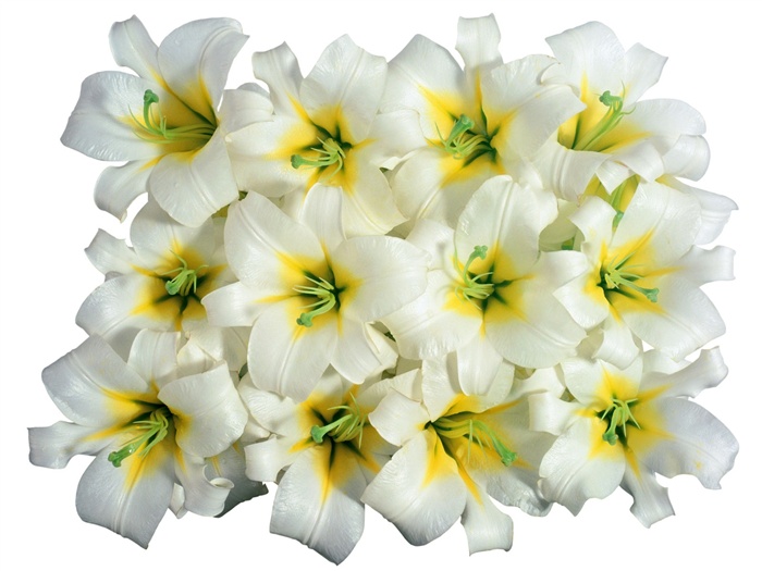 Blancanieves flores papel tapiz #3