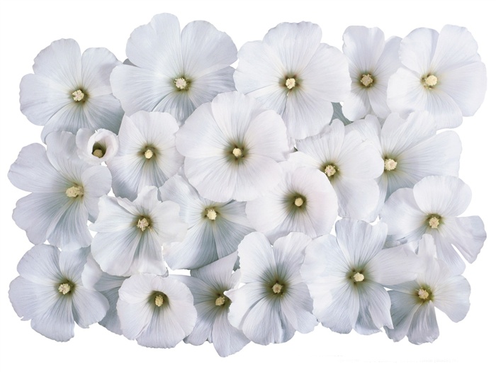 Blancanieves flores papel tapiz #4