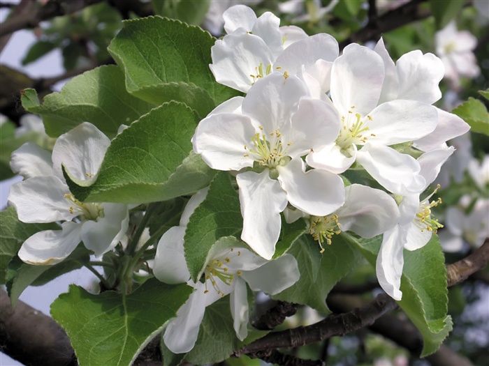 Snow-white flowers wallpaper #13