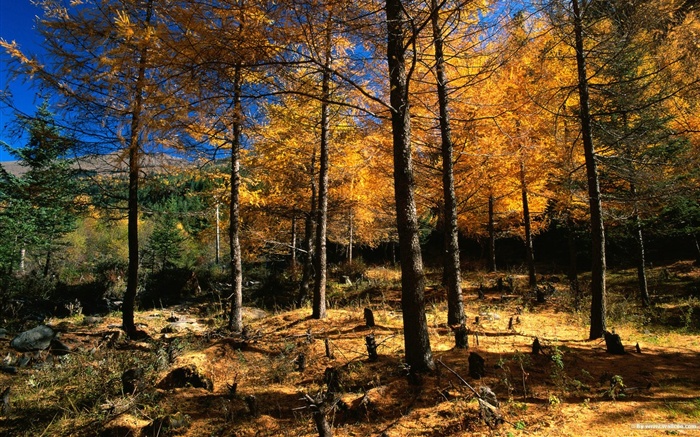 森林裡的秋天壁紙 #6