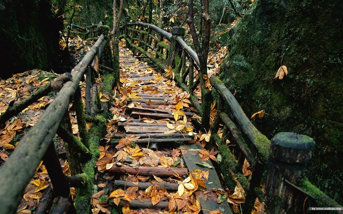 森林里的秋天壁纸7