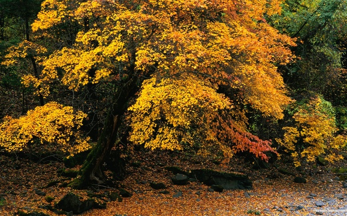 El fondo de pantalla bosque del otoño #9