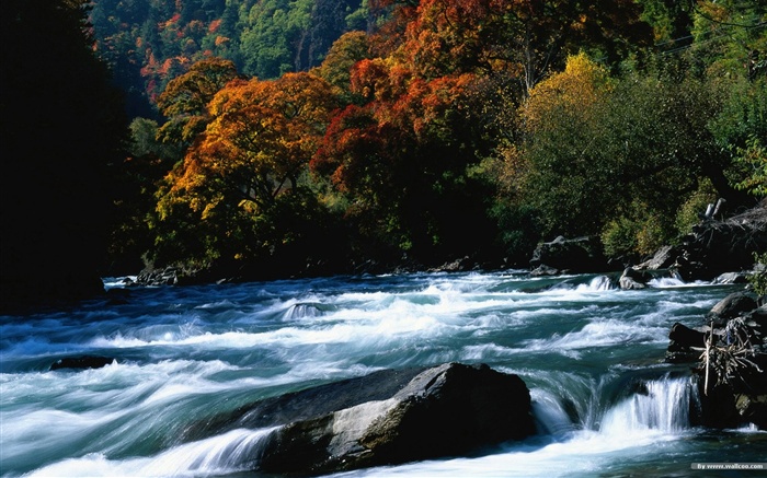 El fondo de pantalla bosque del otoño #11