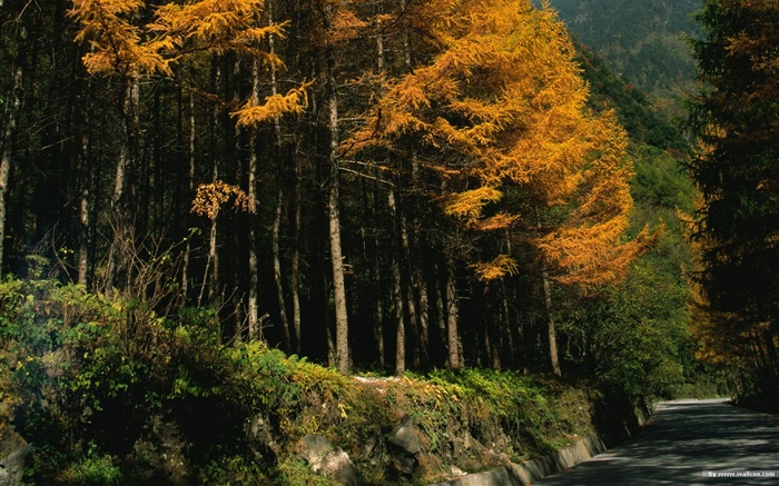 El fondo de pantalla bosque del otoño #17