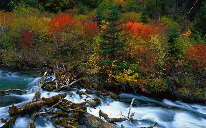 El fondo de pantalla bosque del otoño #20