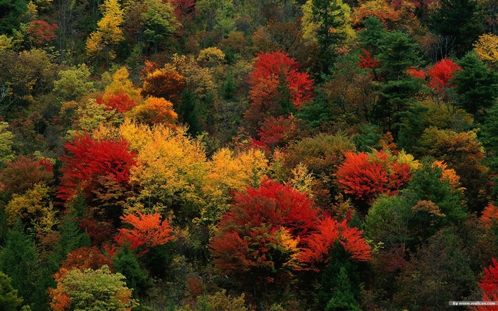森林里的秋天壁纸21