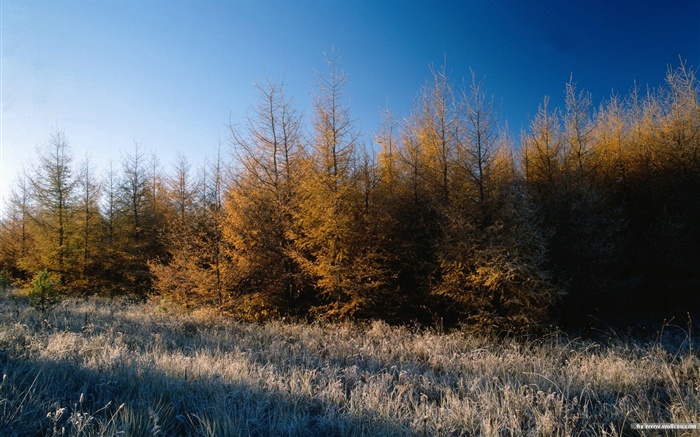 El fondo de pantalla bosque del otoño #24