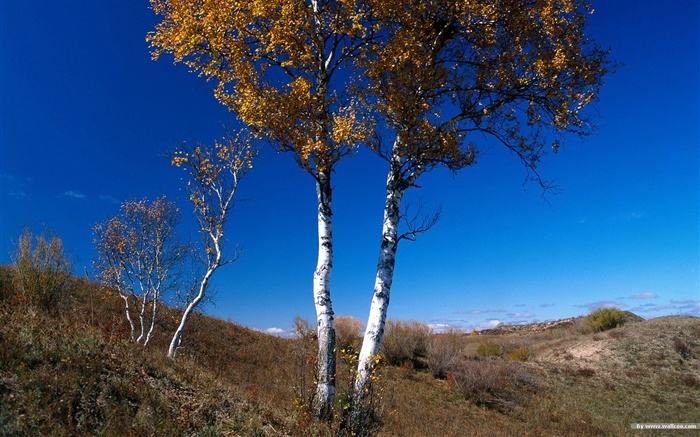 Le papier peint forêt en automne #37