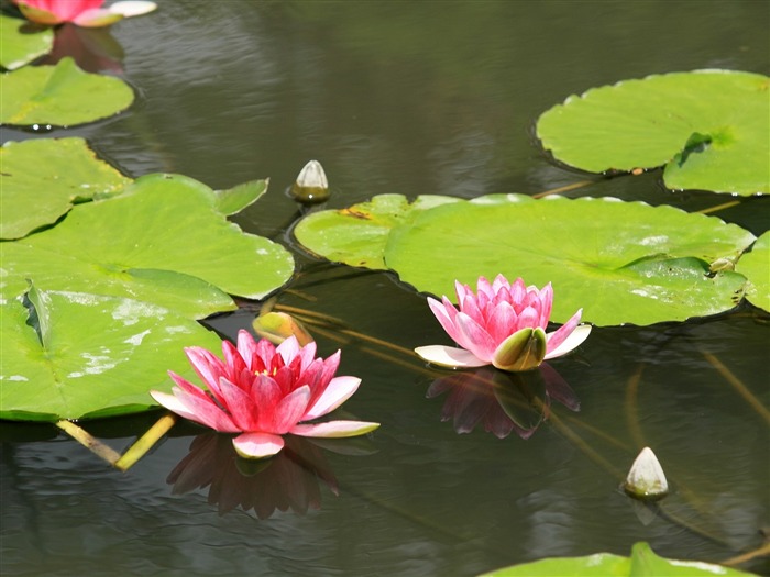 令人陶醉的鲜花壁纸1