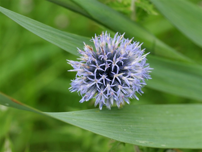 Enivrantes fleurs fond d'écran #5