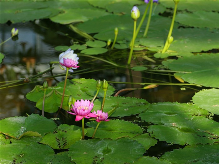 令人陶醉的鲜花壁纸11