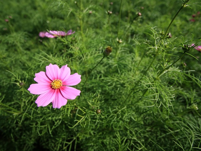 令人陶醉的鲜花壁纸12