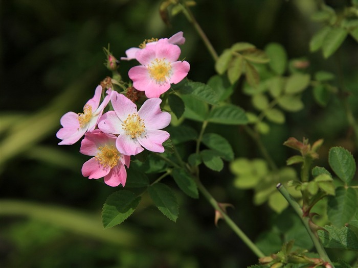 Enivrantes fleurs fond d'écran #13