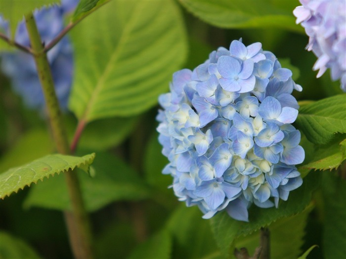 Enivrantes fleurs fond d'écran #16