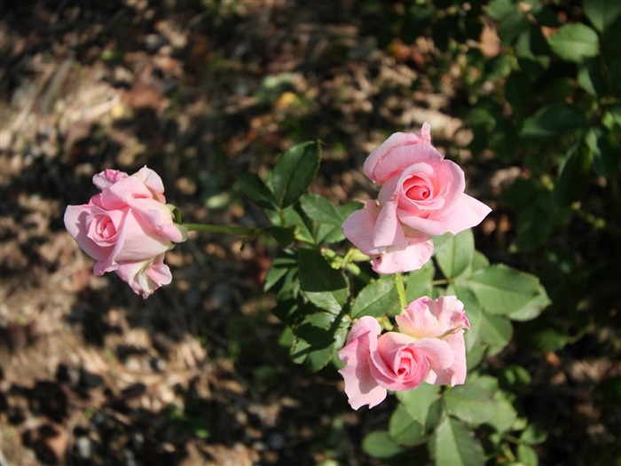 Enivrantes fleurs fond d'écran #17