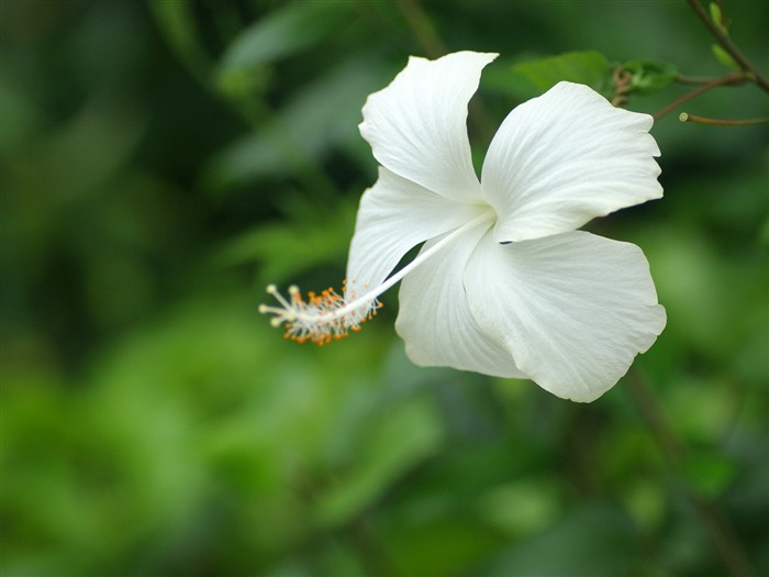 Enivrantes fleurs fond d'écran #18