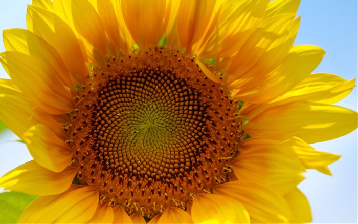 Sunny sunflower photo HD Wallpapers #4