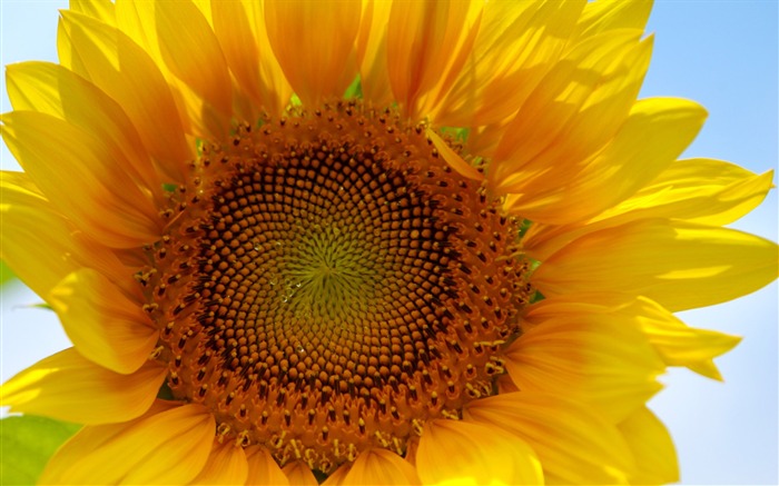 Sunny photo de tournesol HD Wallpapers #4