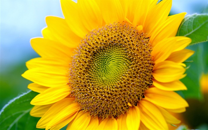Sunny sunflower photo HD Wallpapers #7