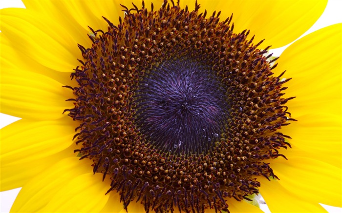 Soleado foto de girasol HD Wallpapers #8