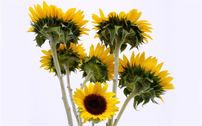 Sunny photo de tournesol HD Wallpapers #13