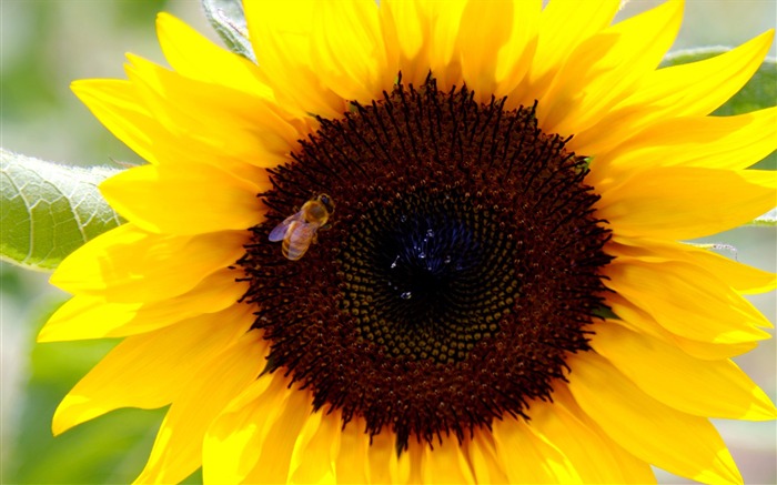 Soleado foto de girasol HD Wallpapers #24