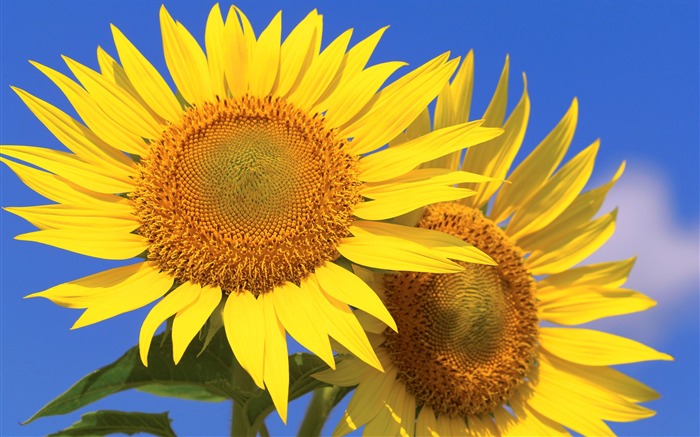 Sunny sunflower photo HD Wallpapers #25