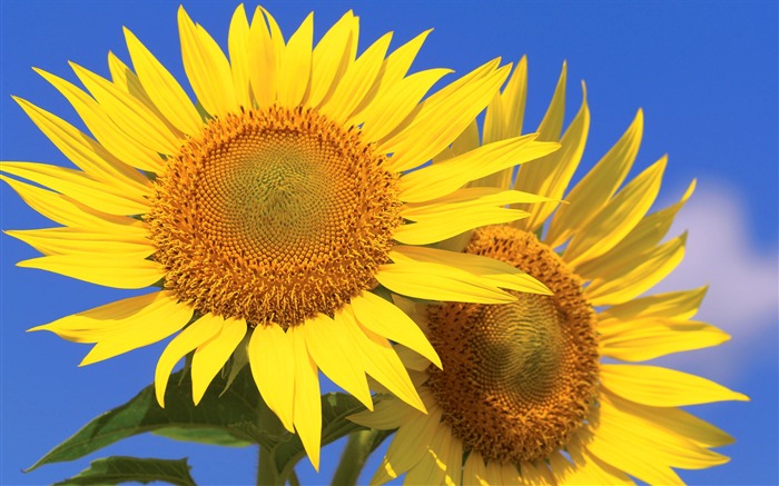 Sunny photo de tournesol HD Wallpapers #25