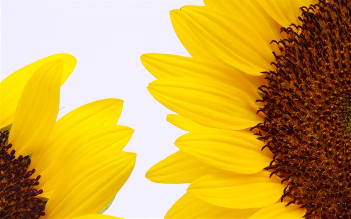 Sunny sunflower photo HD Wallpapers #31
