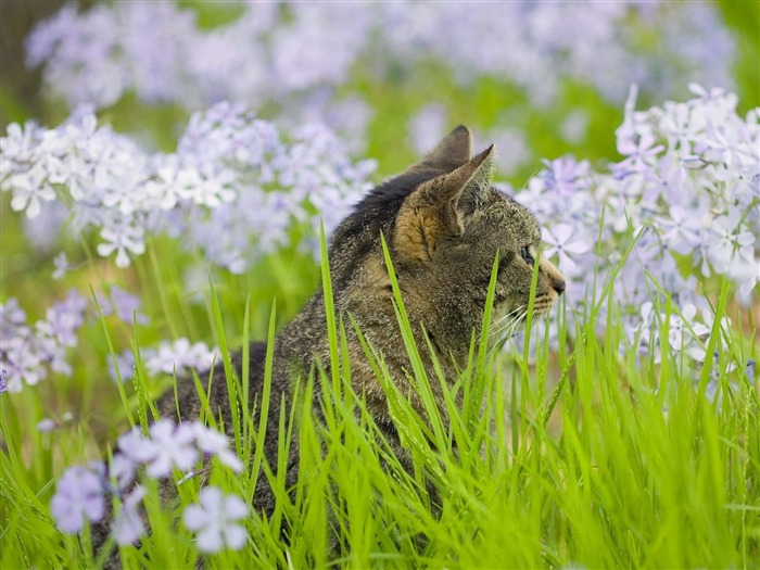 Webshots Fondos de Animales (1) #15