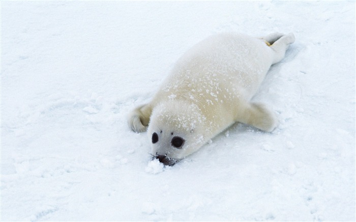 Animals of the Sea Lion Photo Wallpaper #2