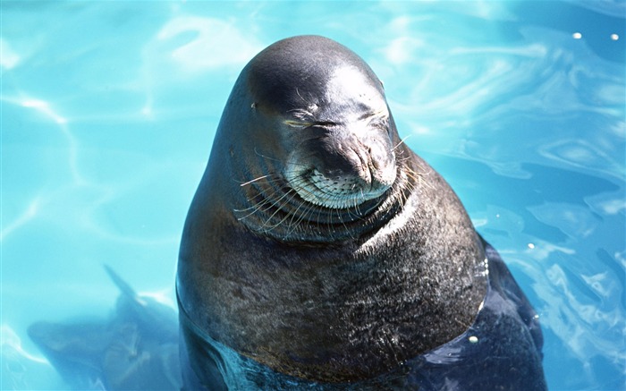 Los animales de las fotos Fondos de Lobos Marinos #3