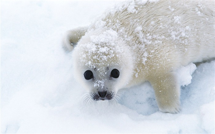 Die Tiere der Sea Lion Photo Wallpaper #4