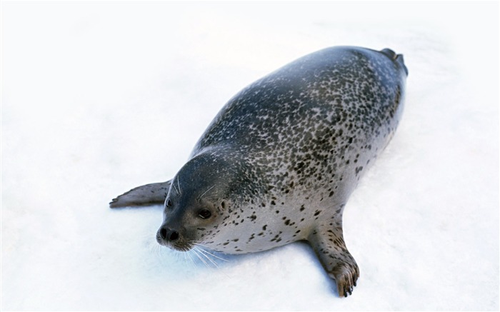 Los animales de las fotos Fondos de Lobos Marinos #7