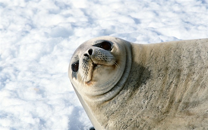 Animals of the Sea Lion Photo Wallpaper #9