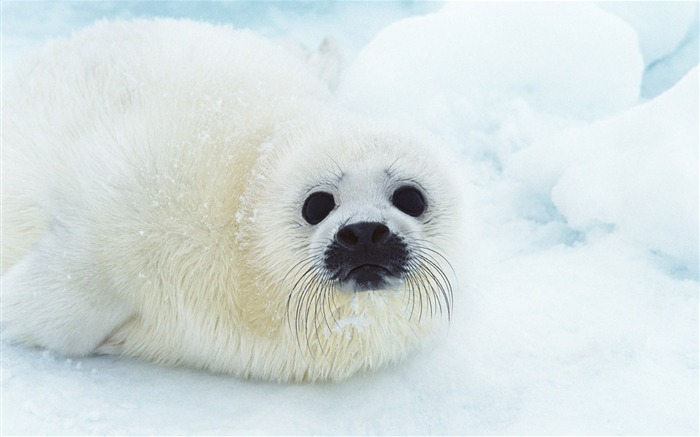 Los animales de las fotos Fondos de Lobos Marinos #12