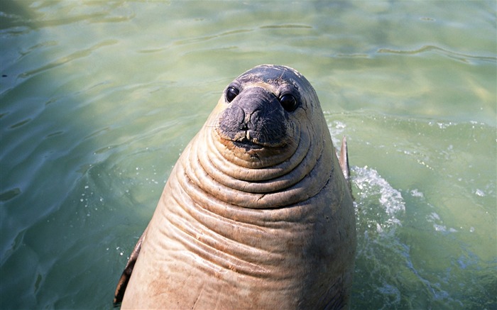 Les animaux de la Photo lion de mer Fond d'écran #13