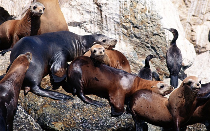 Animals of the Sea Lion Photo Wallpaper #14