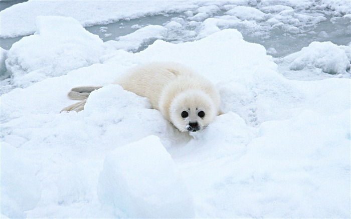 Die Tiere der Sea Lion Photo Wallpaper #15