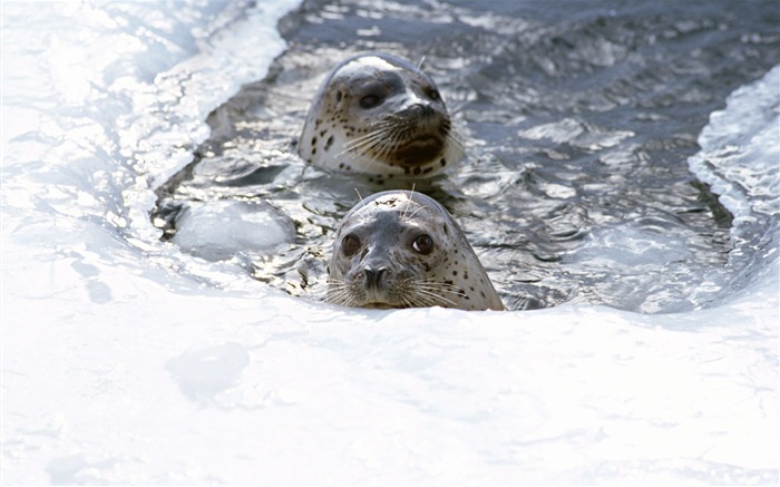 Animals of the Sea Lion Photo Wallpaper #17