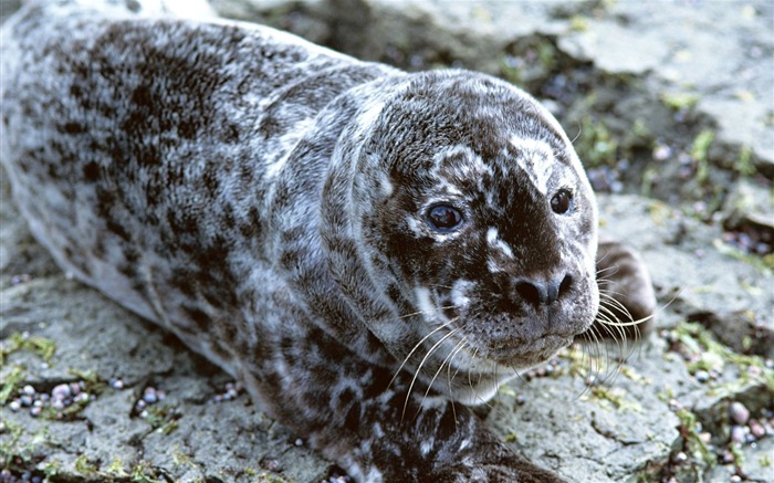 Die Tiere der Sea Lion Photo Wallpaper #18