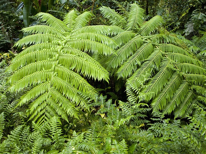 Rostliny zelené listí Tapeta #6
