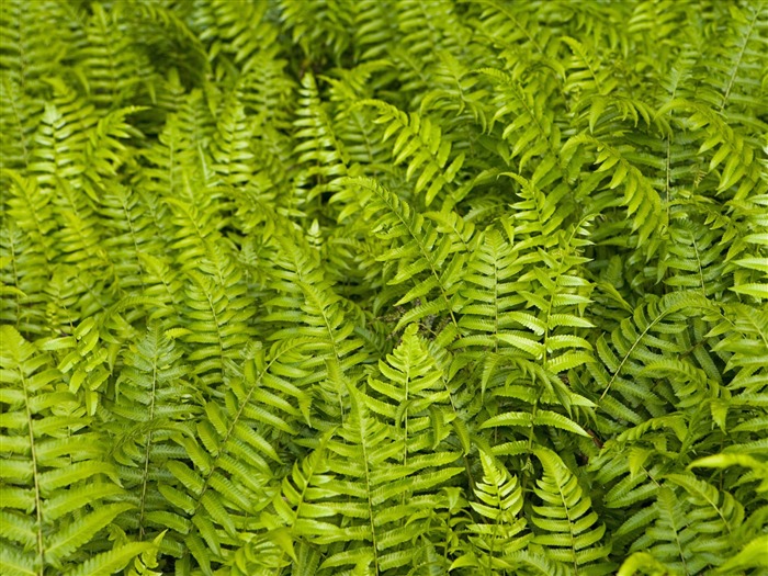 Rostliny zelené listí Tapeta #9