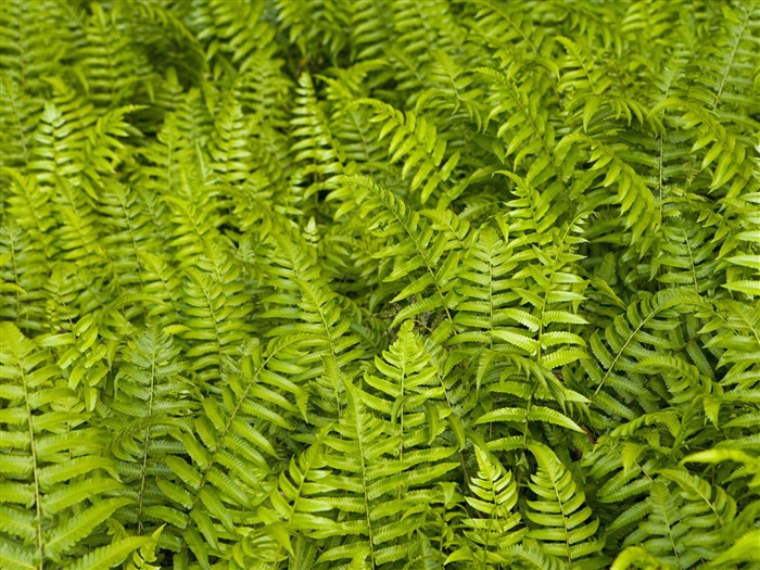 植物綠葉壁紙 #9