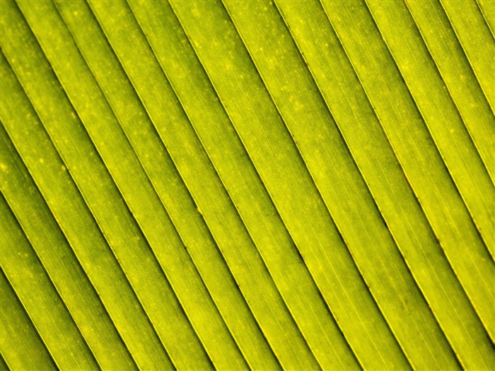 Plants Green Leaf Wallpaper #17