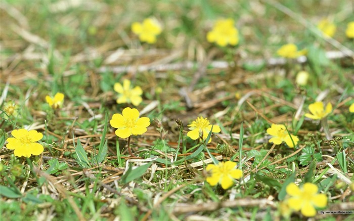 フレッシュスタイルの花の壁紙 #28