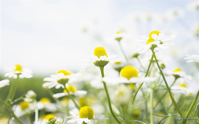 フレッシュスタイルの花の壁紙 #32